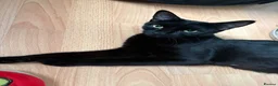 Domestic Shorthair cats for sale: 4 stunning babies  - Advert 9