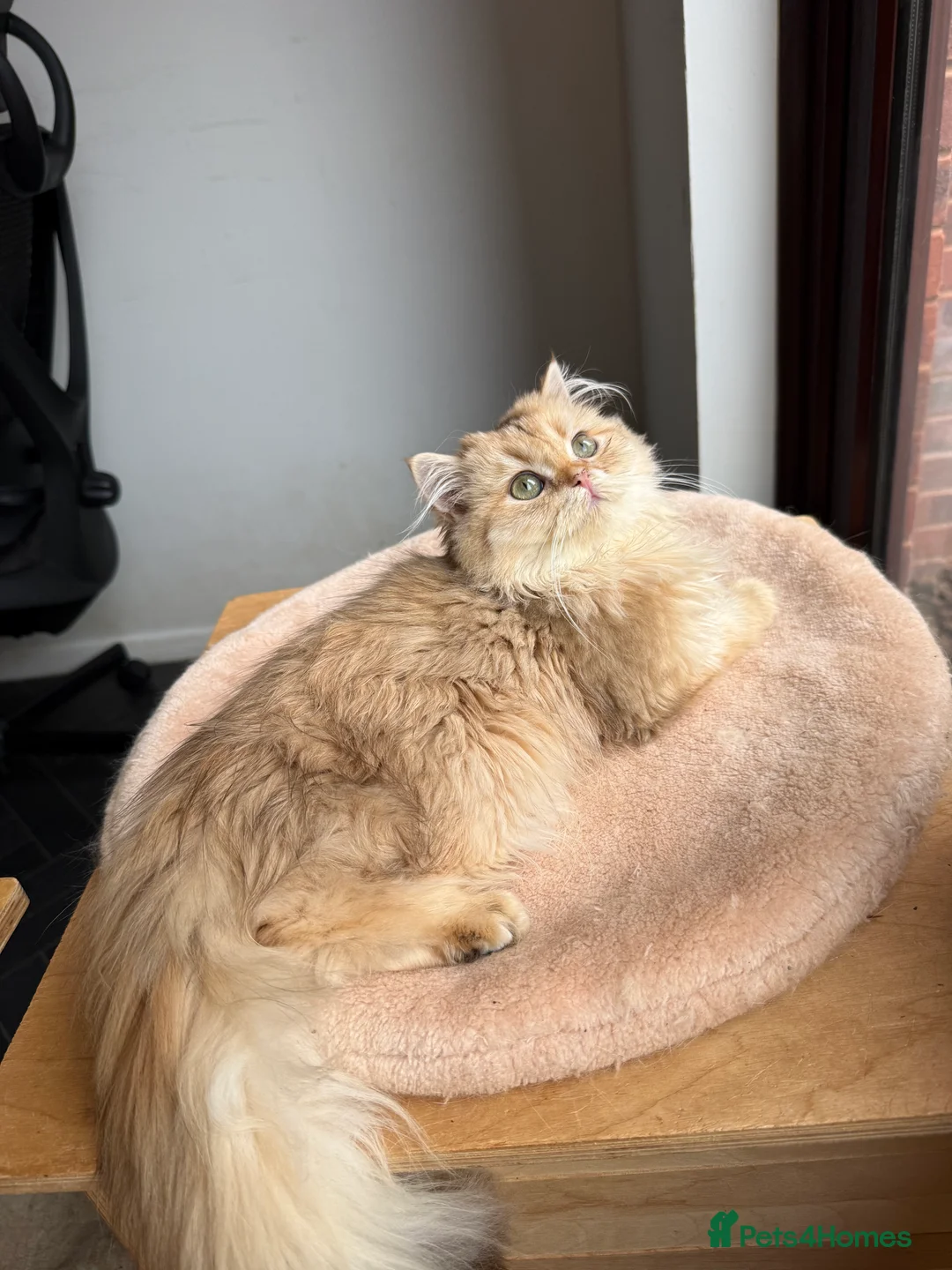 British Longhair cats for sale: GCCF reg BLH Last Chocolate Golden Male Kitten - Advert 27