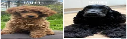 Cockapoo dogs for sale: F1 cockapoo puppies - READY NOW 1 BOY AVAILABLE  - Advert 8