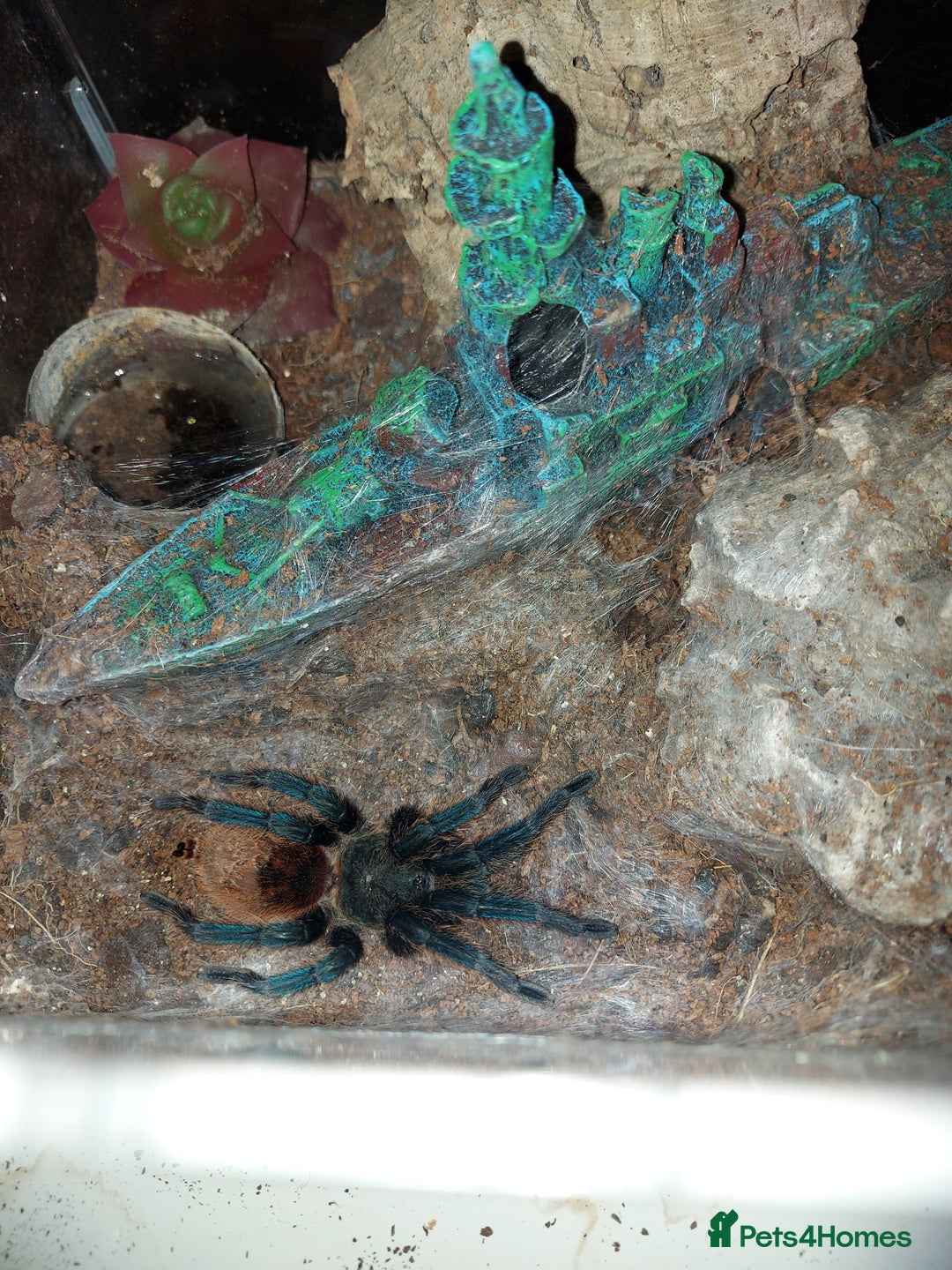 Tarantulas invertebrates for sale: Rehoming Collection of 17 Tarantulas, 1 Scorpion - Image 11