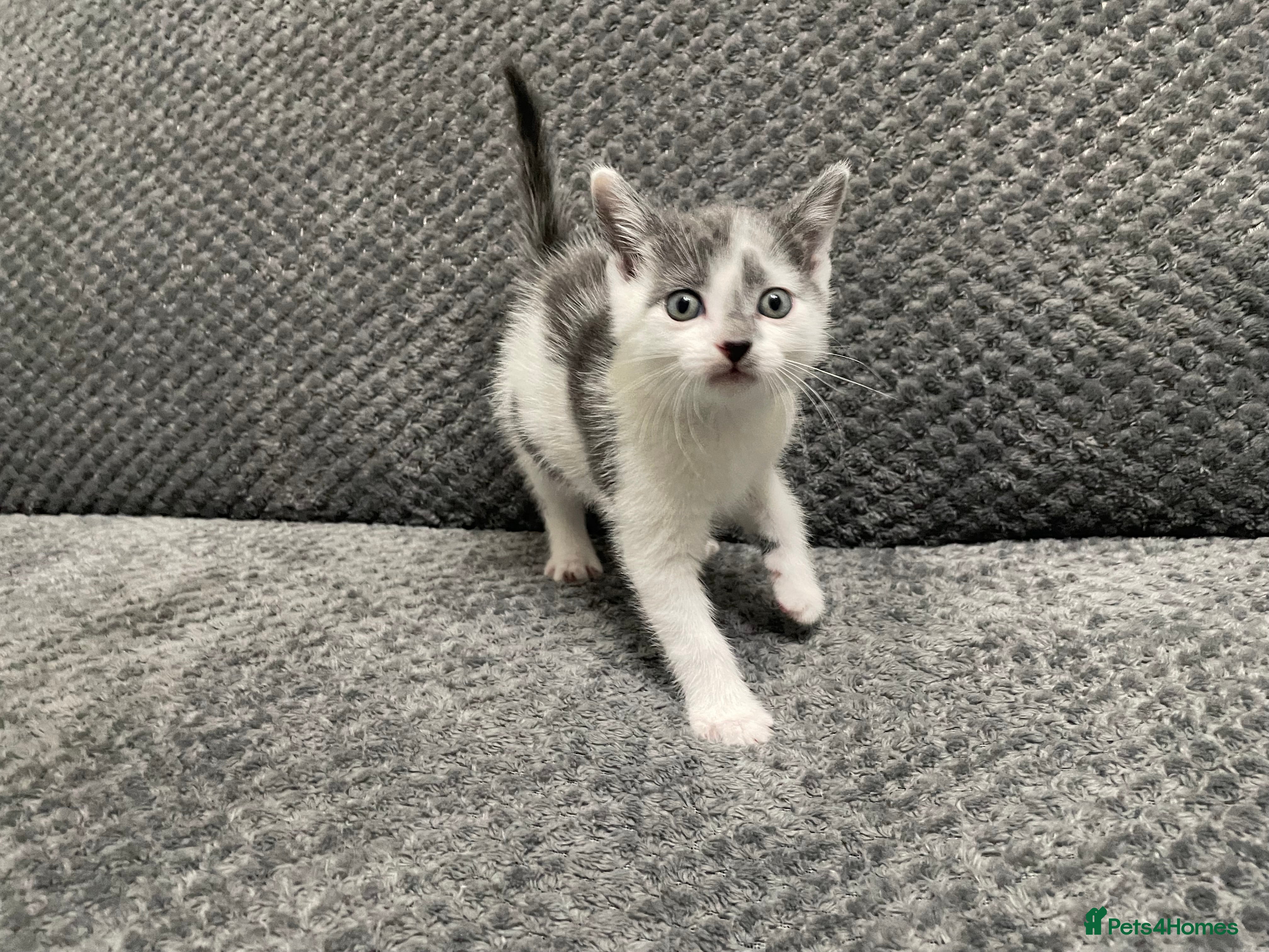 Mixed Breed cats Gorgeous grey, white and tabby kittens for sale - Advert 1