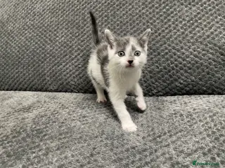 Mixed Breed cats Gorgeous grey, white and tabby kittens for sale - Advert 1