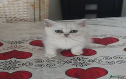 British Shorthair cats for sale: 💕❄️ Exquisite Pure white black point female cat💕 - Image 4