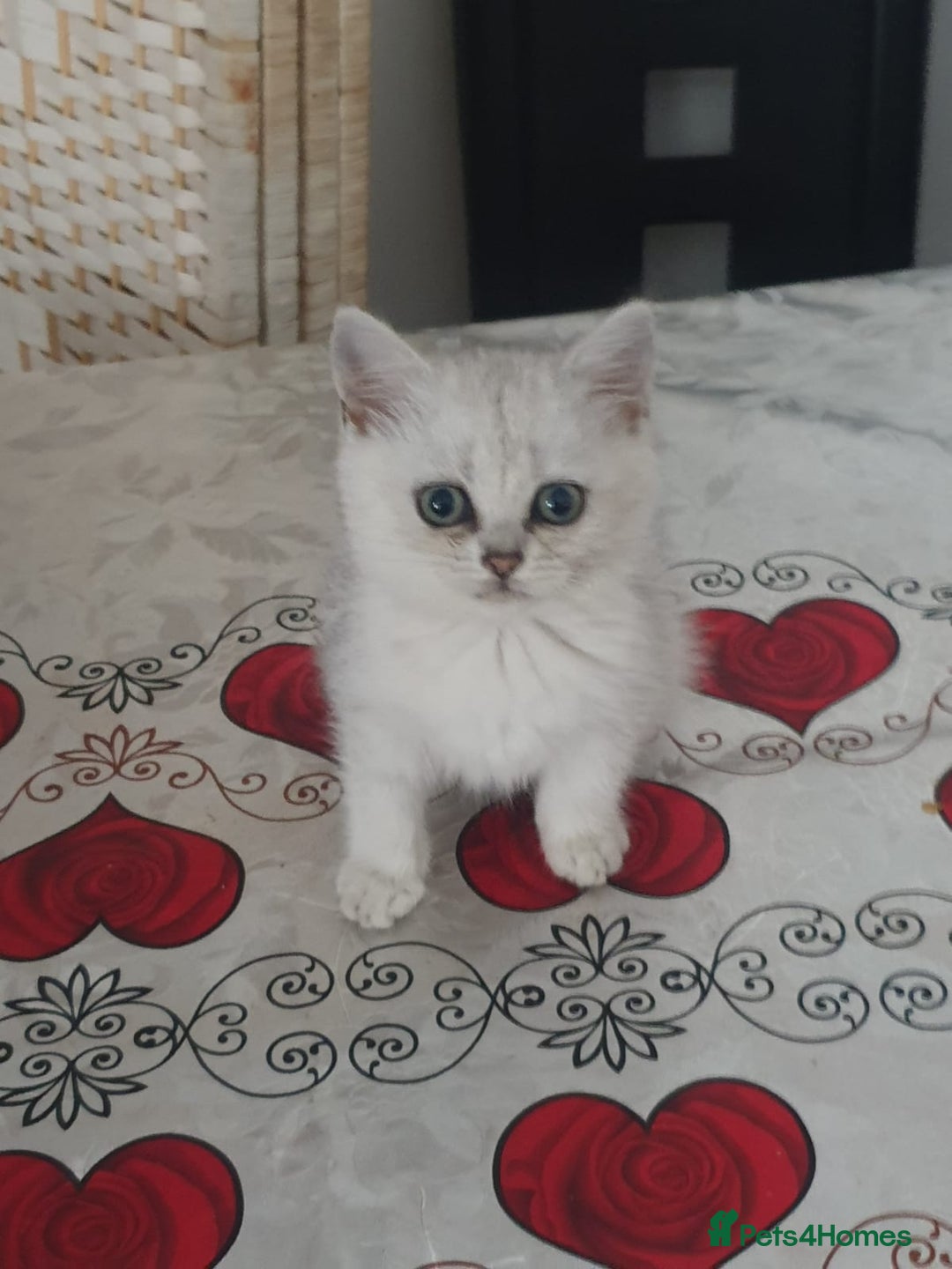 British Shorthair cats for sale: 💕❄️ Exquisite Pure white black point female cat💕 - Image 4