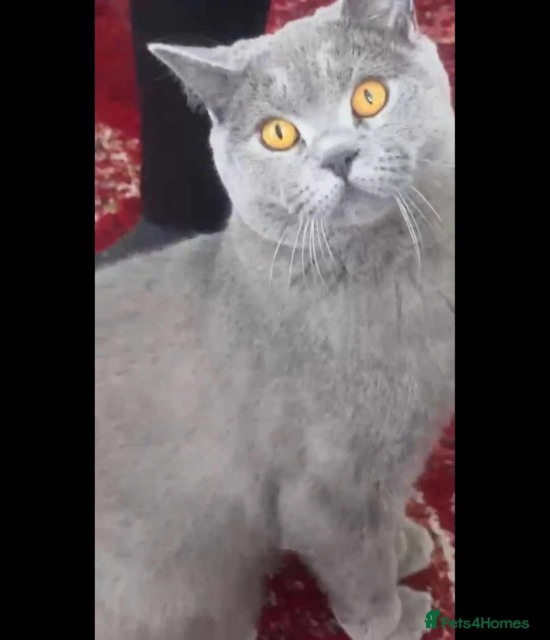British Shorthair cats for sale: A pedigree British shorthair  in London - Advert 2