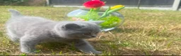 British Shorthair cats for sale: British short hair kittens for sale - Advert 15