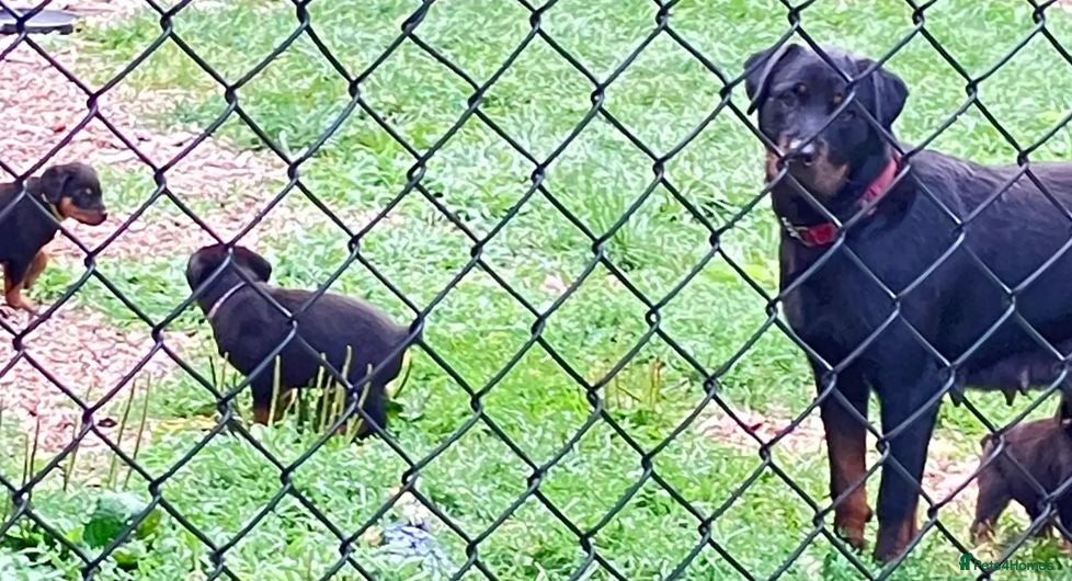 Rottweiler dogs Devoted Rottweiler Puppies - Advert 9