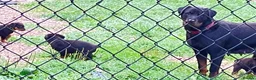 Rottweiler dogs for sale: Devoted Rottweiler Puppies in Southampton - Advert 1
