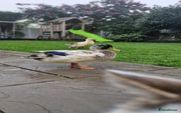 Ducks poultry for sale: Welsh Harelequin  - Image 4