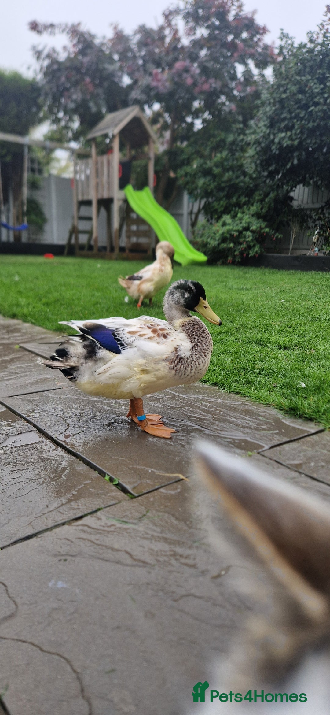 Ducks poultry for sale: Welsh Harelequin  - Image 4