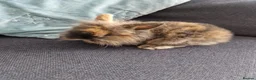 Mini Lion Lop rabbits for sale: 5 mini lion Lops ready to leave 23rd October - Advert 7