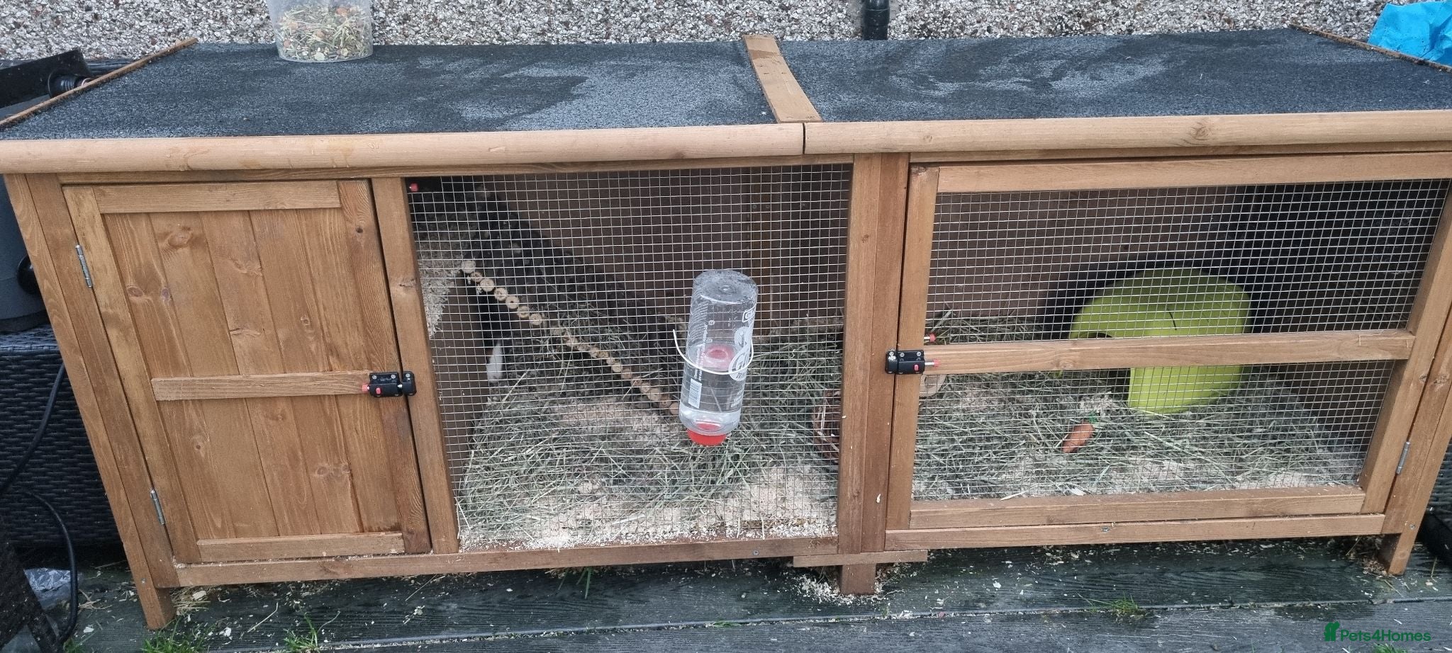 Guinea Pig rodents X2 guinea pigs with full set up! - Advert 1