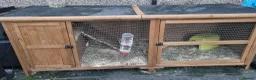 Guinea Pig rodents for sale: X2 guinea pigs with full set up! - Advert 1