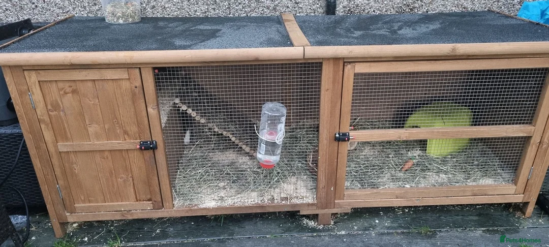 Guinea Pig rodents for sale: X2 guinea pigs with full set up! - Advert 1