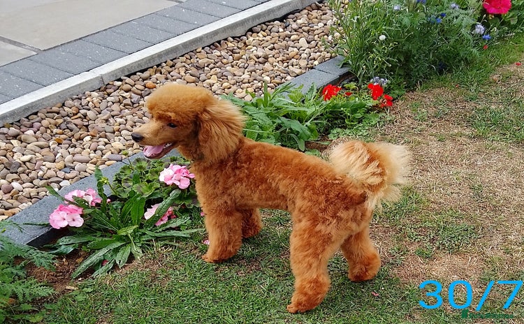 Toy Poodle dogs in Sleaford - Advert 7