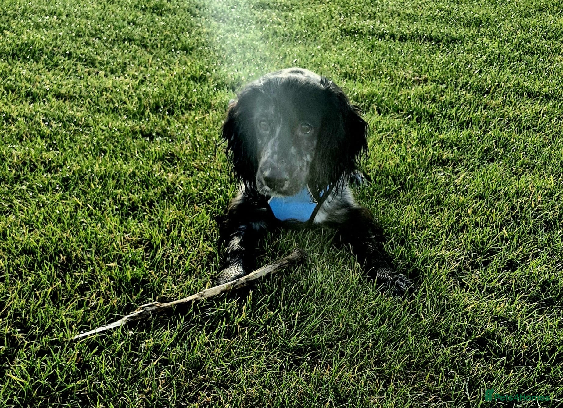 Cocker Spaniel dogs Male cocker spaniel  - Advert 17