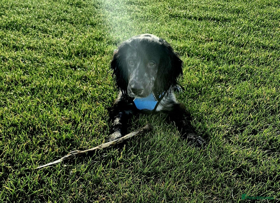 Cocker Spaniel dogs for sale: Male cocker spaniel  - Advert 1