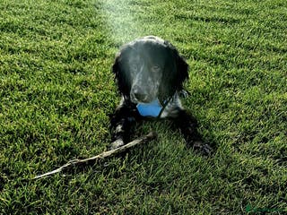 Cocker Spaniel dogs Male cocker spaniel - Advert 1