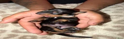 Dachshund dogs for sale: Dachshund Puppies – 2 Reserved, Family Raised - Advert 12