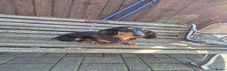 Miniature Dachshund dogs for sale: KC Reg Miniature Long-Haired Dachshund Ready Now!  - Advert 8