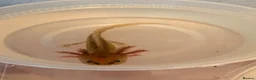 Axolotl reptiles for sale: Baby Axolotol’s  in Barnsley - Advert 10