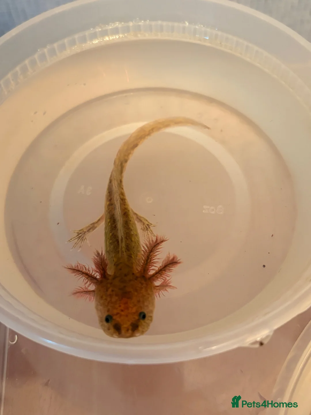 Axolotl reptiles for sale: Baby Axolotol’s  in Barnsley - Advert 10