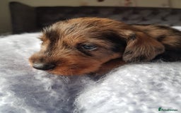 Dachshund dogs for stud: KC Registered Wirehaired Dachshund for Stud in Stoke-on-Trent - Image 10
