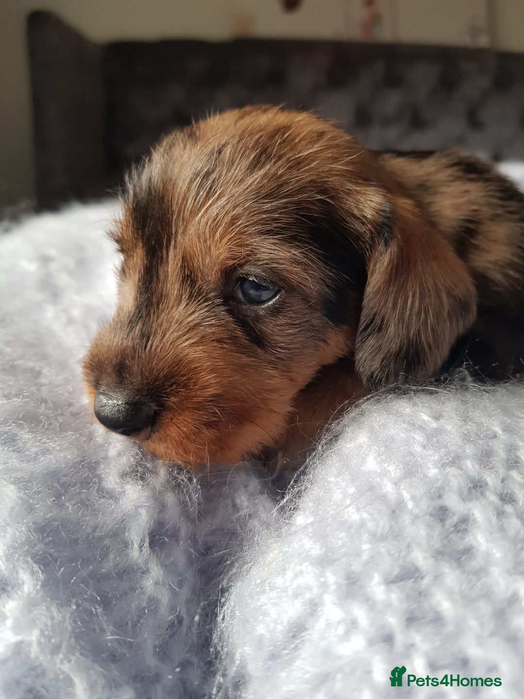 Dachshund dogs for stud: KC Registered Wirehaired Dachshund for Stud in Stoke-on-Trent - Image 10