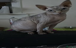 Sphynx cats for sale: Sphinx kitchens for a sale  - Image 5