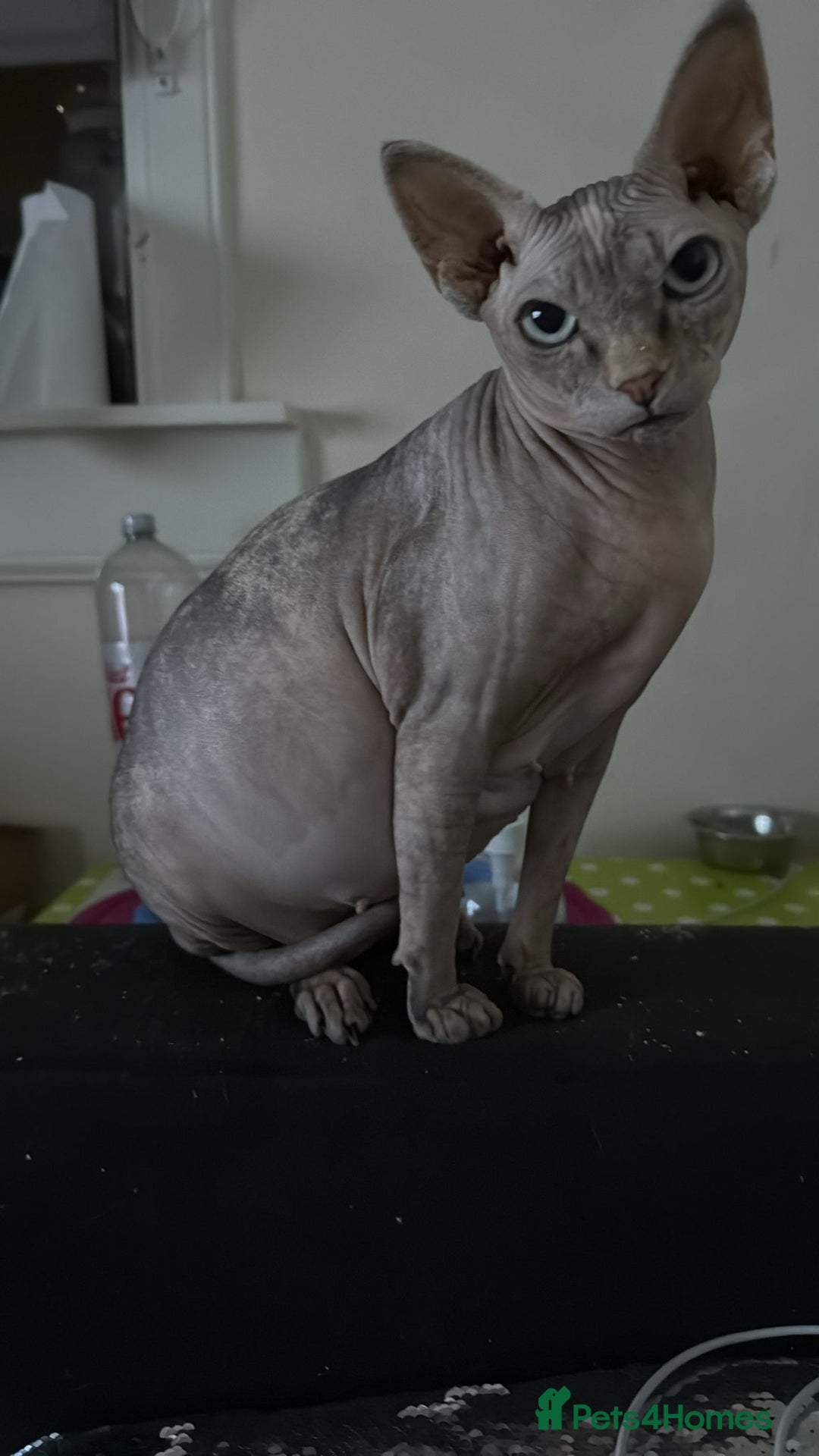 Sphynx cats for sale: Sphinx kitchens for a sale  - Image 5