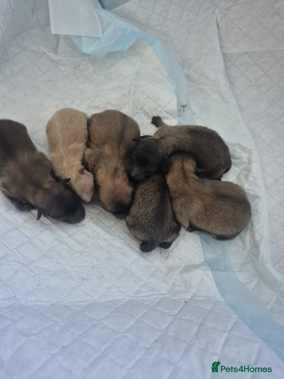 Pomeranian dogs for stud: Kc Pomeranian Male For STUD DUTIES - Advert 13