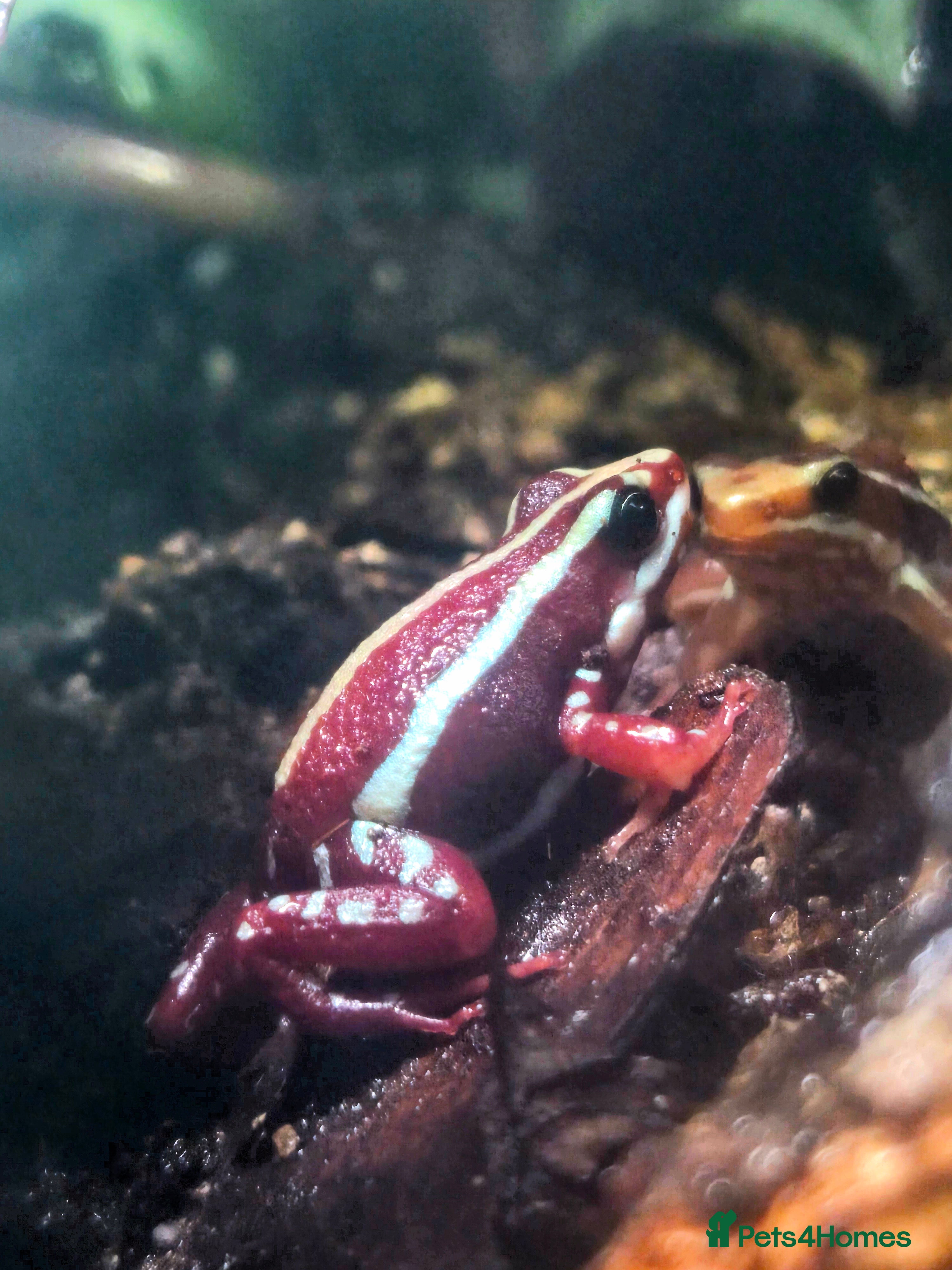 Frog reptiles Santa Isabel Dart Frogs plus enclosure - Advert 1