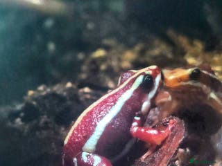 Frog reptiles Santa Isabel Dart Frogs plus enclosure - Advert 3