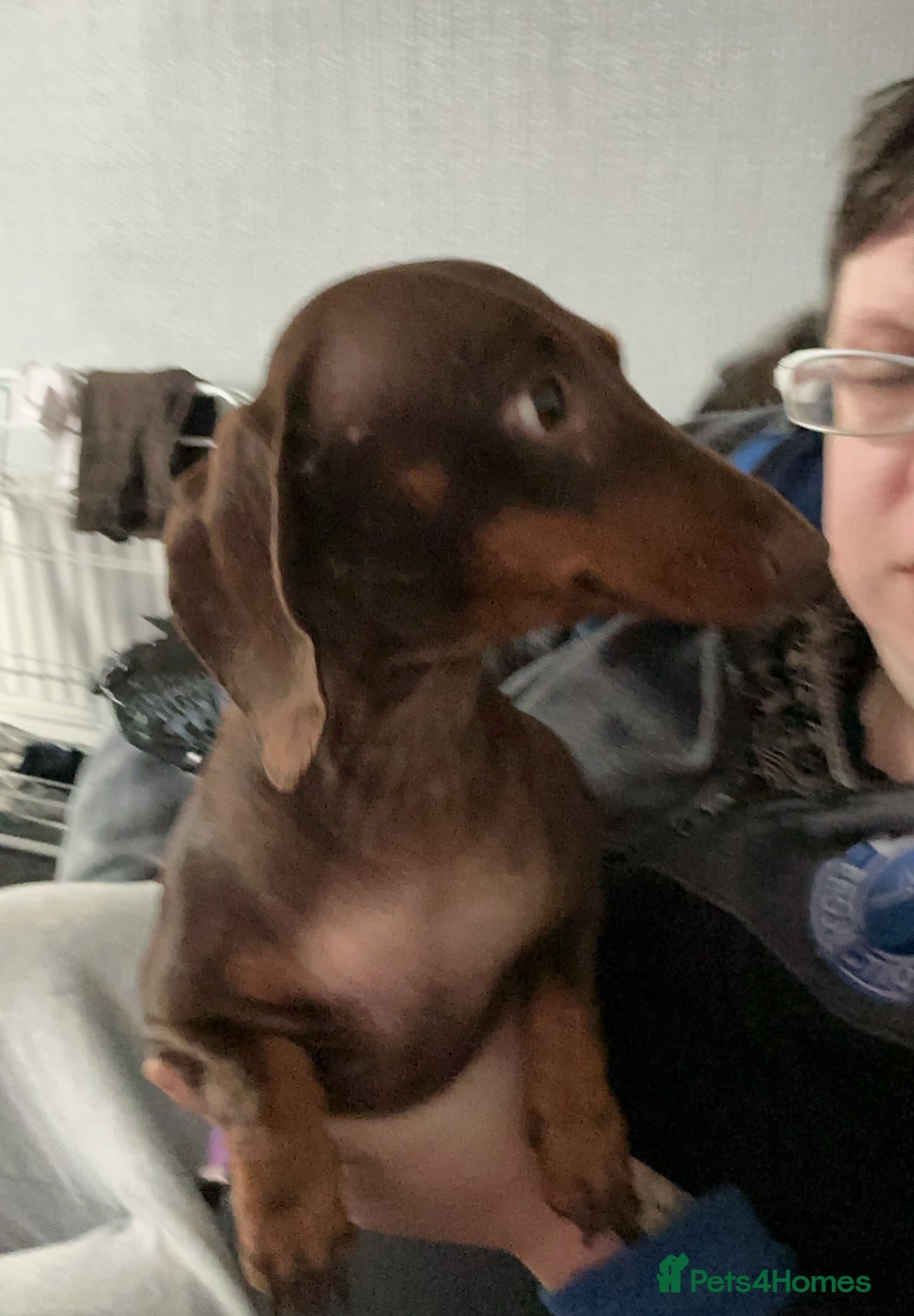 Mixed Breed dogs Dorkies  - Advert 1