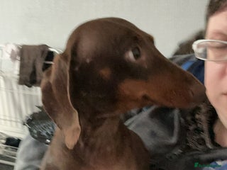 Mixed Breed dogs Dorkies - Advert 1