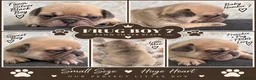 Frug dogs for sale: Stunning litter of 8 little FRUG boys  - Advert 12