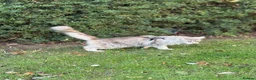 Maine Coon cats for sale: 4 adults Maine Coon - Advert 15
