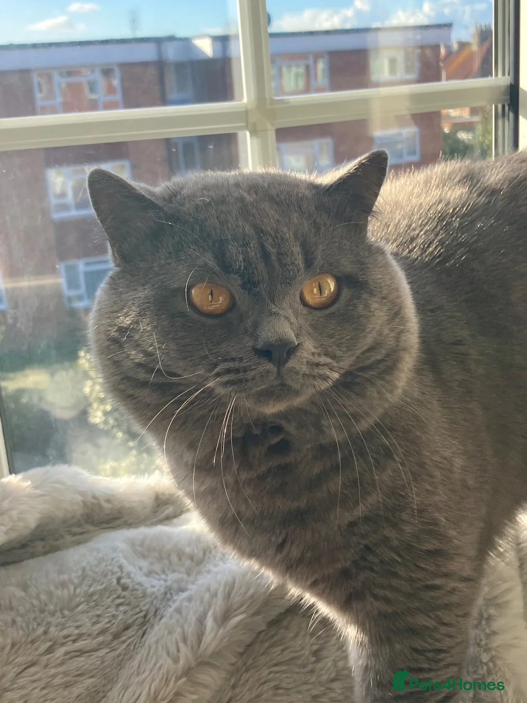 British Shorthair cats for sale: 💙 Blue British Shorthair 💙 - Advert 6
