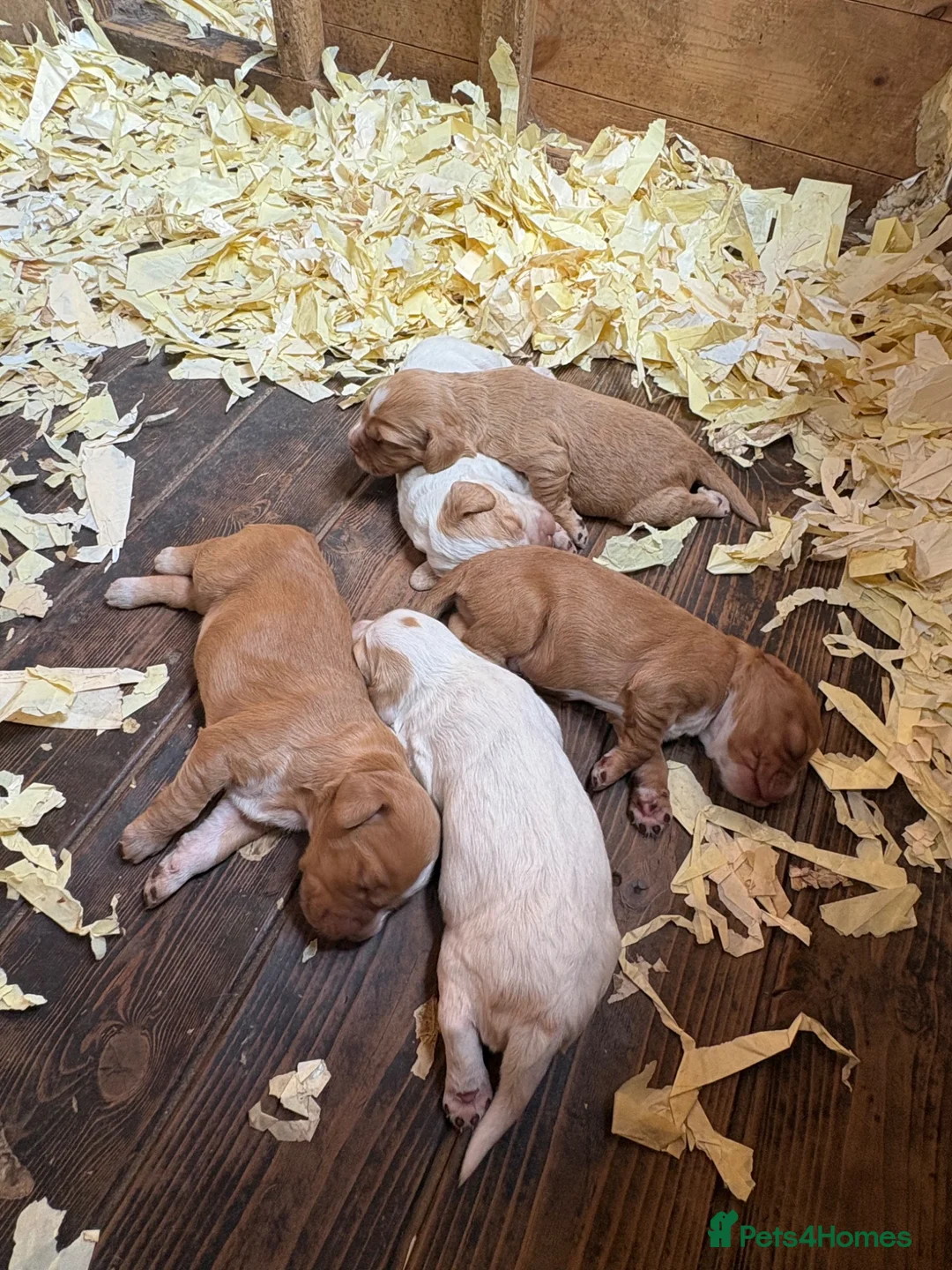 Sprocker dogs for sale: Sprockers - Advert 5