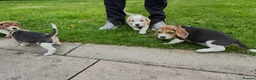 Beagle dogs for sale: Quality Foot Beagle Puppies - Advert 19