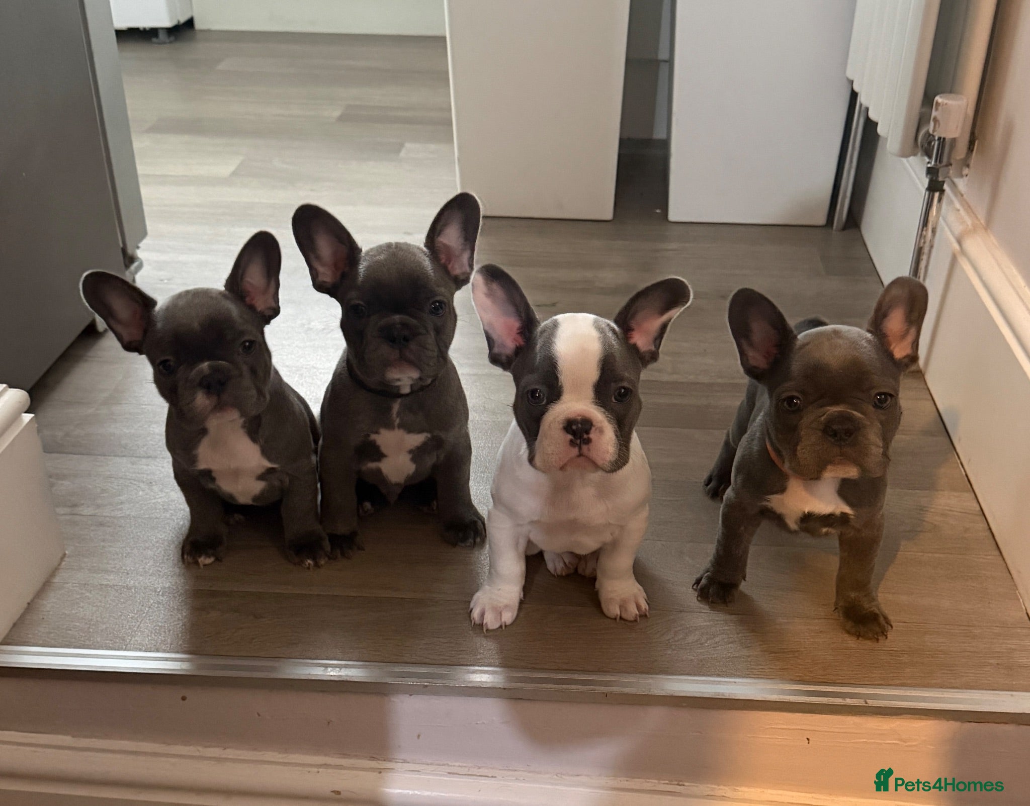 French Bulldog dogs KC registered French bulldog puppies  - Advert 12