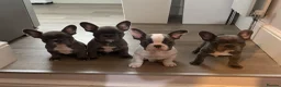 French Bulldog dogs for sale: KC registered French bulldog puppies - ready to go - Advert 1
