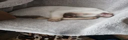 Siamese cats for sale: Exceptional pedigree gccf siamese kittens - Advert 5