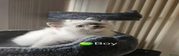 Ragdoll cats for sale: Ragdoll Kitten AVALIABLE  - Advert 17