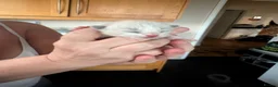 Ragdoll cats for sale: Beautiful 100% ragdoll babies - Advert 5