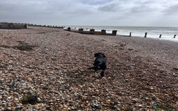 Cocker Spaniel dogs for sale: 4 year old Male Working Cocker Spaniel - Image 9