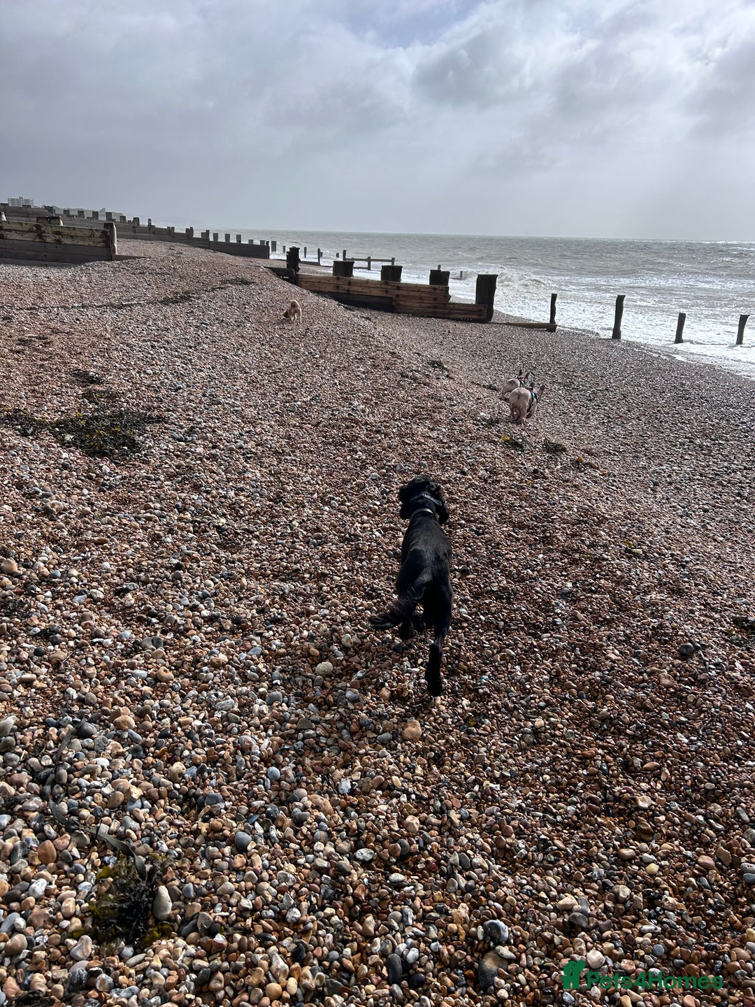 Cocker Spaniel dogs for sale: 4 year old Male Working Cocker Spaniel - Image 9