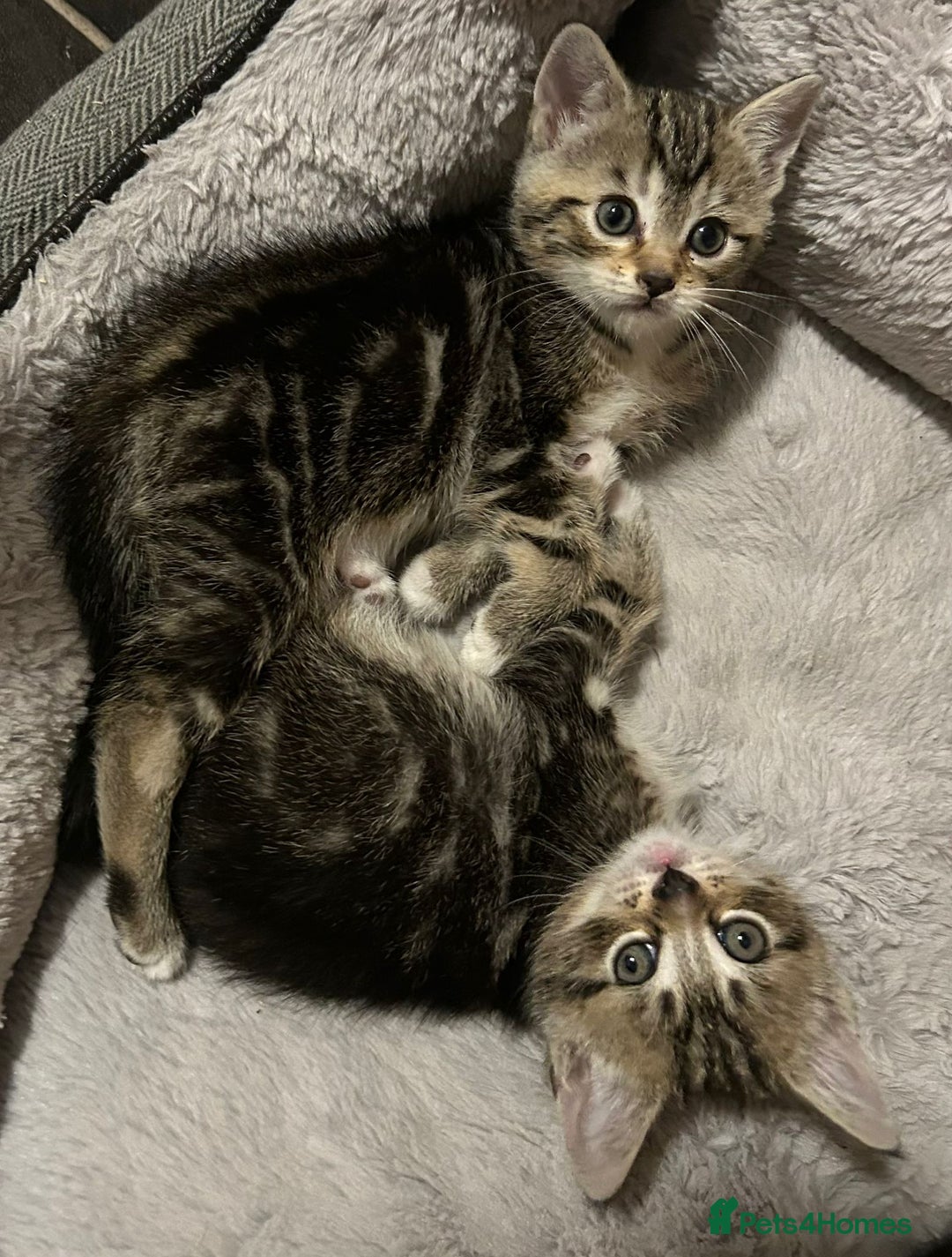 Mixed Breed cats for sale: Adorable kittens FOR SALE - Advert 2