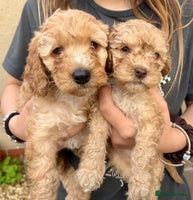 Cockapoo dogs - Advert 2