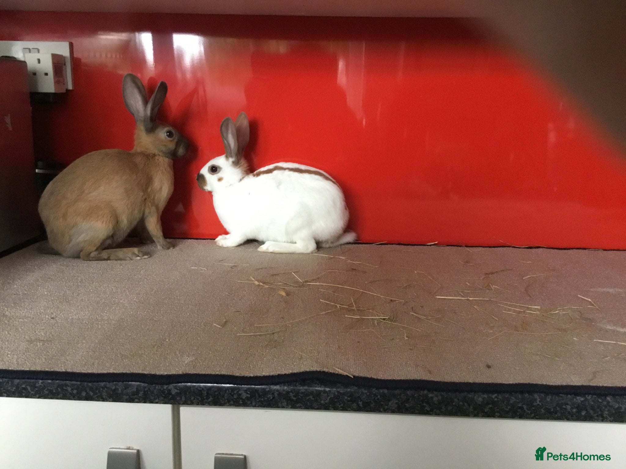 English Spot rabbits English Rabbits for sale  - Advert 2